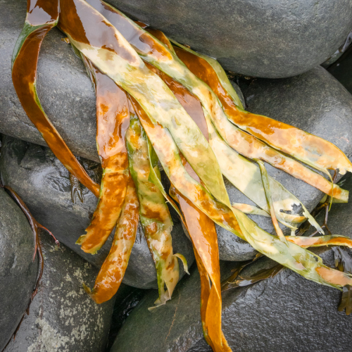  DSC1738 Kelp Cullernose Point 1738